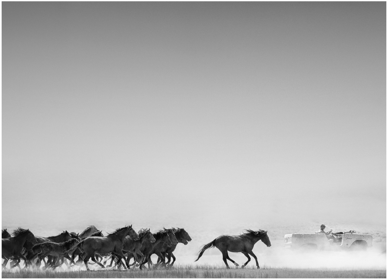 This print, called American Horse Power, is being sold in limited quantities to benefit the American Wild Horse Campaign for pro