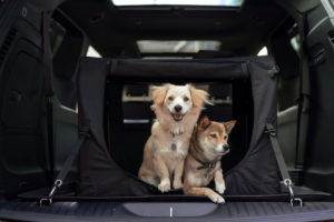 Autotrader best cars for dogs
