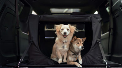 Autotrader best cars for dogs
