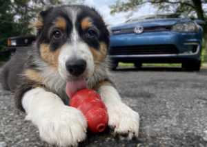 How a Car Part Inspired a Dog Toy | THE SHOP