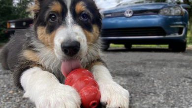 How a Car Part Inspired a Dog Toy | THE SHOP