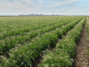 Bridgestone Awarded $35M Grant to Expand Guayule Rubber Production | THE SHOP