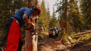 Man using chainsaw to cut down dead tree in trail revival project