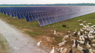 Newport Solar array in Arkansas