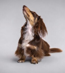 audi brown and white dog photo